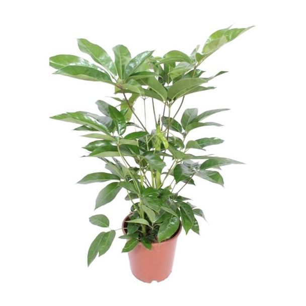 Parasolboom,Vingerboom, Elegante Plant, Groene kamerplant, Schefflera Actinophylla Amate - Ø24cm - ↕100cm