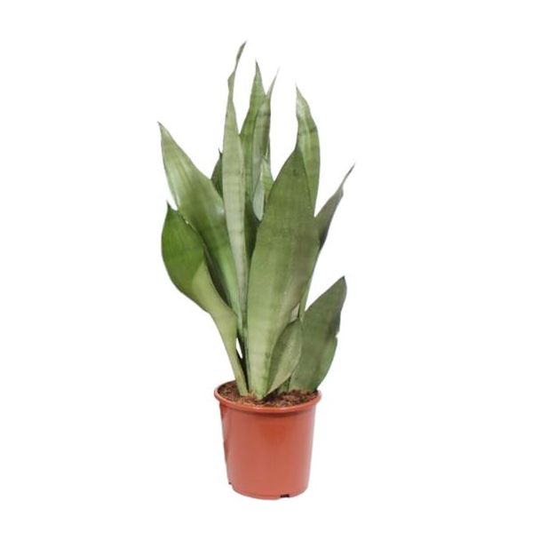 Vrouwentong, Zilverkleurig Blad, Sansevieria Moonshine - Ø17cm - ↕60cm