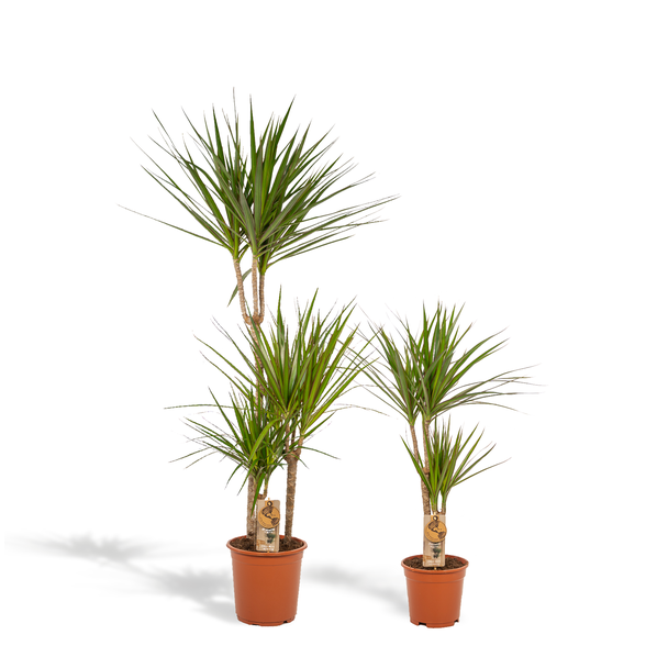 Drakenbloedboom Set - Dracaena Marginata - Hoogte 120 cm en 70 cm - Potmaten Ø21 cm en Ø17 cm