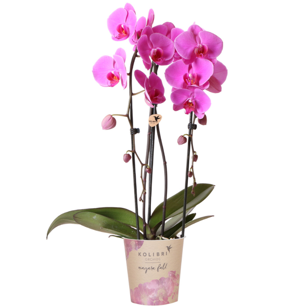 Mooie Vlinder Orchidee, Kleur Roze, KadoTip, Orchideën Niagara Fall,  potmaat Ø12cm ,bloeiende kamerplant