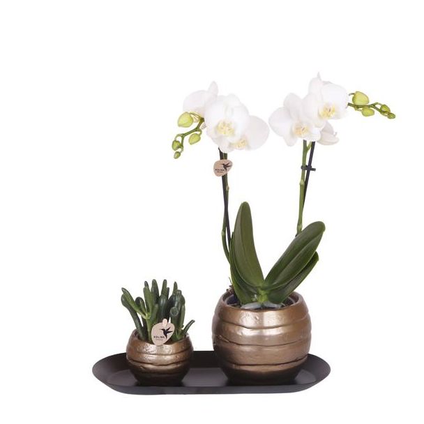 Kado-Tip!  Kamerplantenset, Orchidee Amabilis +Succulent op smalle dienblad, Kleur Wit-Groen,