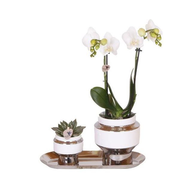 Cadeau-Tip!  Kamerplantenset, Orchidee Amabilis +Succulent op smalle Zilveren dienblad, Kleur Wit-Groen,