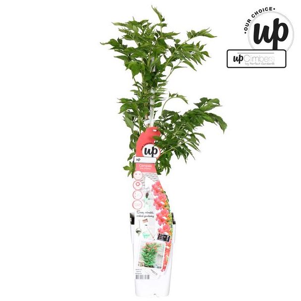 Trompetbloem Donker roze - Campsis Pink Panther - opvallende klimplant met prachtige, buisvormige bloemen