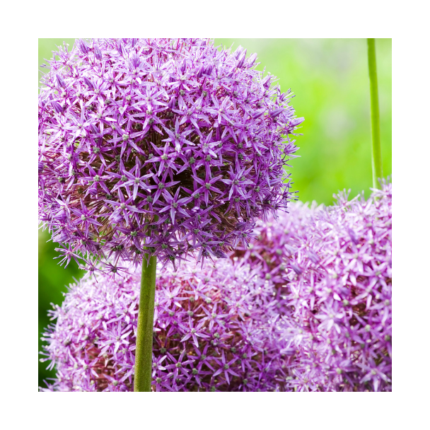 5 stuks Allium bollen, sierui - Globemaster - paarsachtig blauwe bloemen - bloembollen