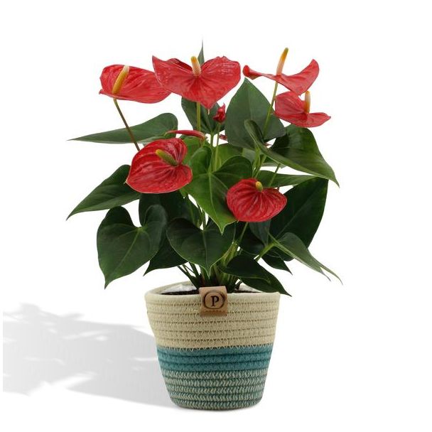 De Flamingoplant, De Liefdesbloem, Inclusief PURE Mand, Tropisch, Kleur rood, Bloeiende Kamerplant,Anthurium - Esudo  - Ø12cm - ↕36cm