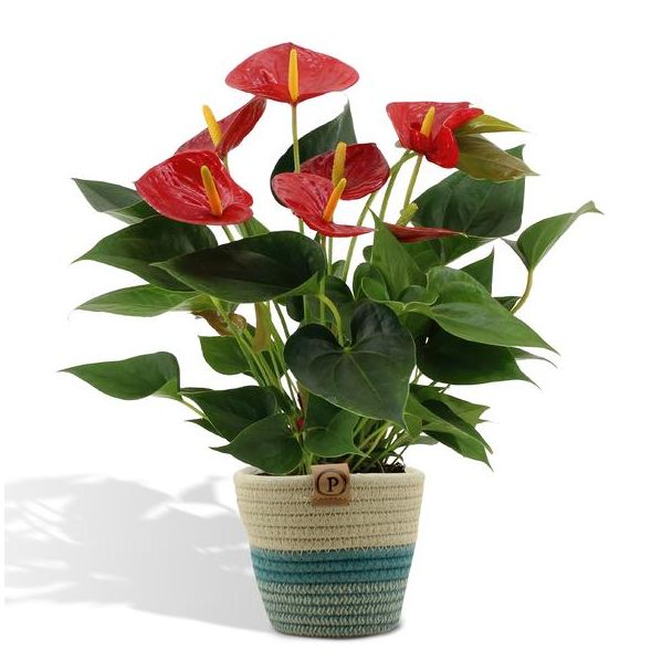 De Flamingoplant, De Liefdesbloem, incl. PURE mand, Tropisch, Kleur Rood, Bloeiende Kamerplant,Anthurium  Diamond Red incl. PURE mand - 45cm - Ø12