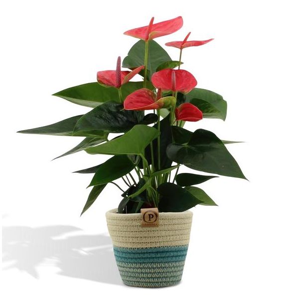 De Flamingoplant, De Liefdesbloem, Tropisch, Kleur Roze, Bloeiende Kamerplant,Anthurium Sweet Dream - Ø12cm - ↕36cm