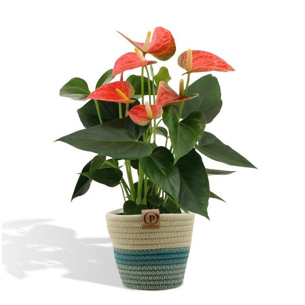 De Flamingoplant, De Liefdesbloem, incl. PURE mand, Tropisch, Kleur Oranje, Bloeiende Kamerplant,Anthurium White - 45cm - Ø12