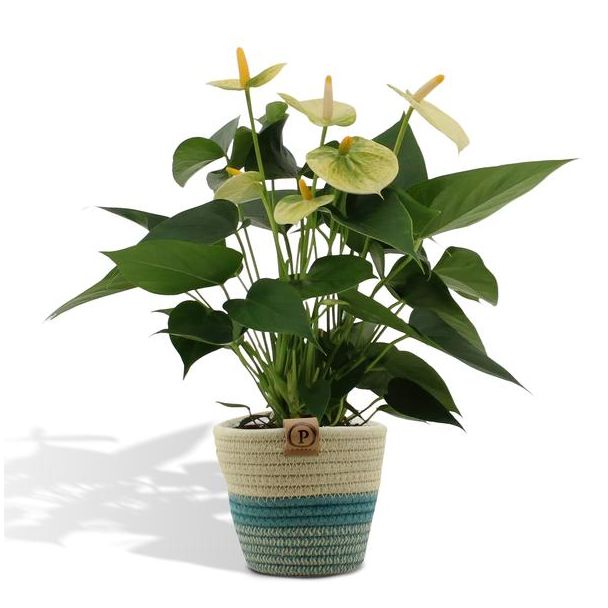 De Flamingoplant, De Liefdesbloem, Inclusief PURE Mand, Tropisch, Kleur Wit, Bloeiende Kamerplant,Anthurium Sweet Dream - Ø12cm - ↕36cm