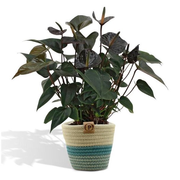 De Flamingoplant, De Liefdesbloem, ncl. PURE mand, Tropisch, Kleur Zwart, Bloeiende Kamerplant,Anthurium White - Ø12cm - ↕43cm