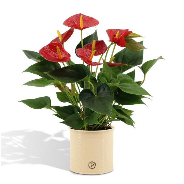 Flamingoplant Anthurium andreanum 'Diamond Red' incl. PURE Zinken Pot - 45cm - Ø12