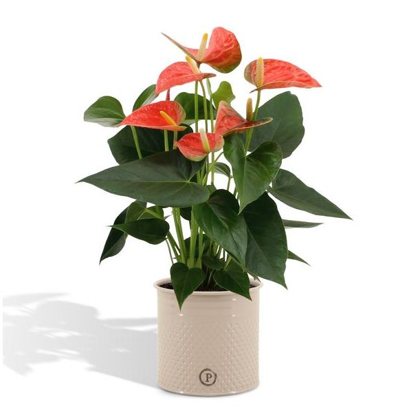 Flamingoplant Anthurium andreanum 'Prins van Oranje' incl. PURE Zinken Pot - 45cm - Ø12