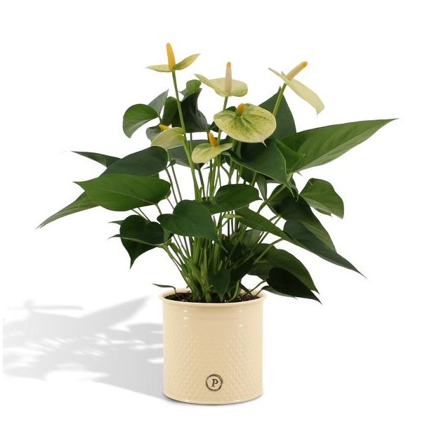 Flamingoplant Anthurium andreanum 'Vanilla' incl. PURE Zinken Pot - 45cm - Ø12