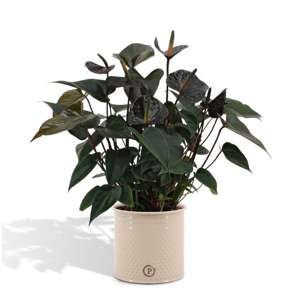 Flamingoplant Anthurium andreanum 'Black Love' incl. PURE Zinken Pot - 45cm - Ø12