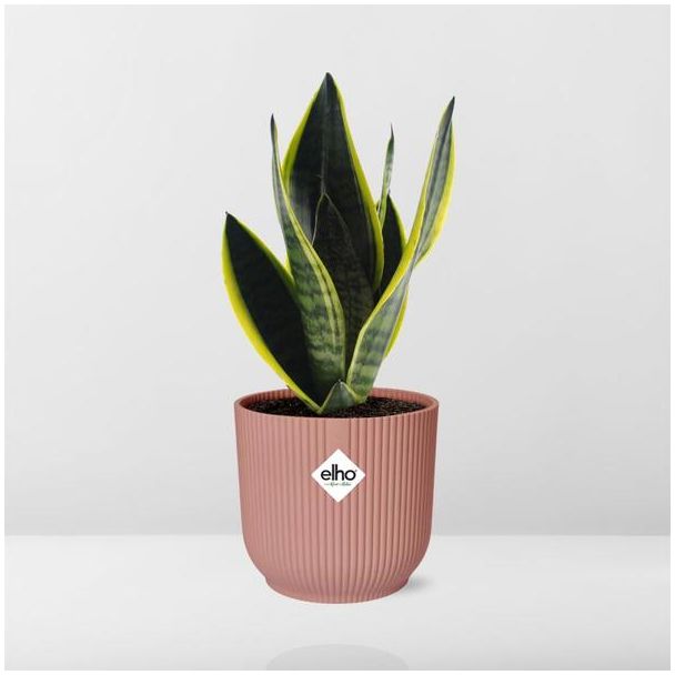 Slangenplant, Schoonmoederstong, Zwaardvormig Donkergroen Blad met strepen, Sansevieria Futura Superba in ELHO Vibes Fold 14cm