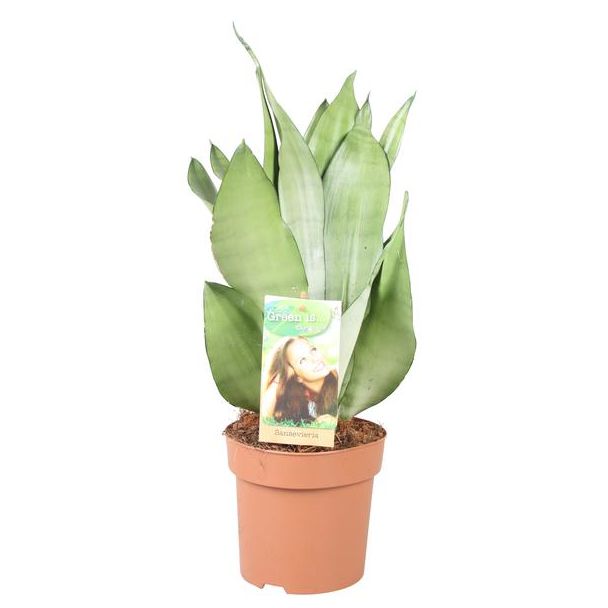 Vrouwentong, Zilverachtig Blad, Sansevieria Moonshine -  Ø14cm - ↕40cm