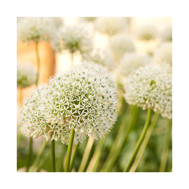 5 stuks -Allium bollen (Sieruien) - White Giant-  majestueuze witte bloemhoofden - bloembollen