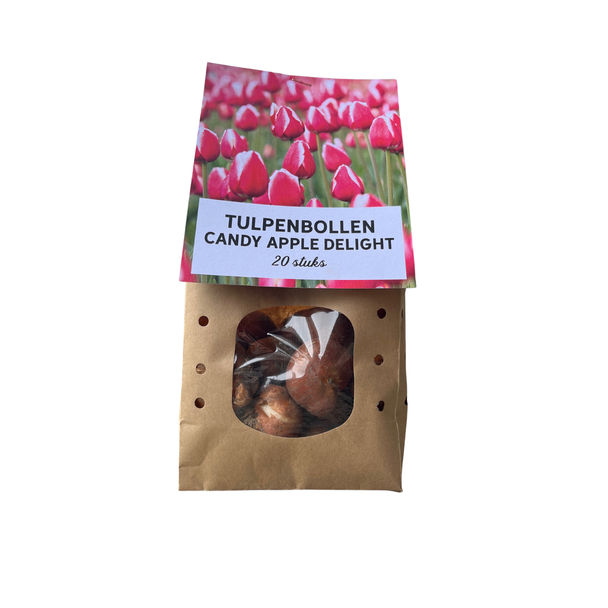 Het Nederlandse Cadeau:  20  Tulpenbollen Candy Apple Delight, bloembollen