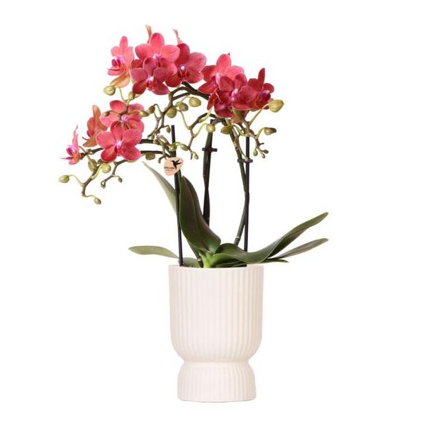 Vlinder Orchidee Congo, Kleur Rood, Pot Diabolo travertine, Bloeiende Kamerplant,  Phalaenopsis Orchideeën, Potmaat 09cm