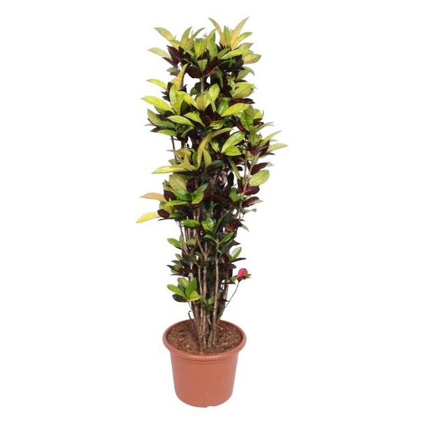 Kleurijke plant Wonderstruik 190 cm - Tropische Kleurenpracht - Voor Binnenruimtes