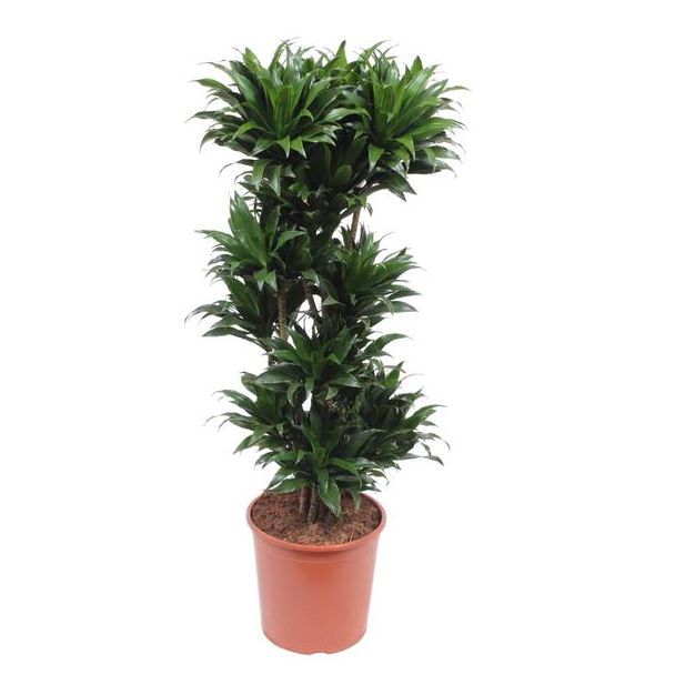 Compacte huiskamerplant dwergdrakenboom, Donkergroene Dracaena Compacta, 140 cm hoogte, ø30