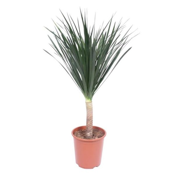 Groene plant Dracaena Draco voor in de huiskamer, Drakenbloedboom 140 m hoog, ø27