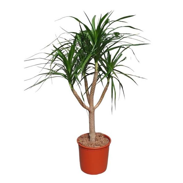 Vertakte Dracaena Draco, Vetplant voor binnen, 160 cm hoog, ø34