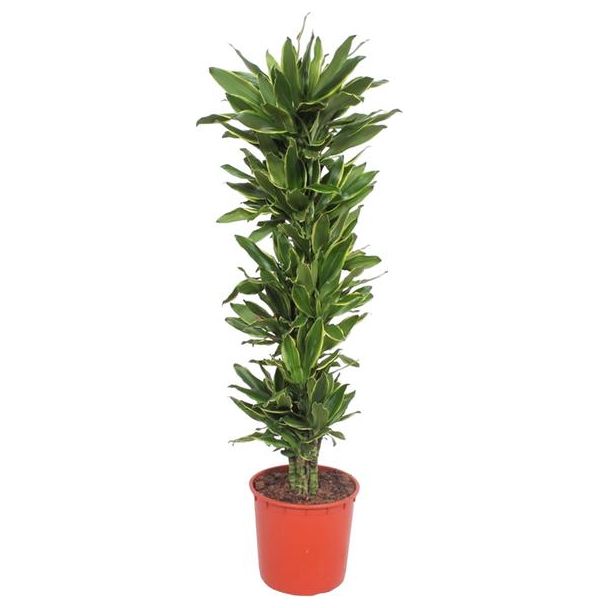 Groene Huiskamerplant Dracaena Golden Coast, 200 cm, ø34