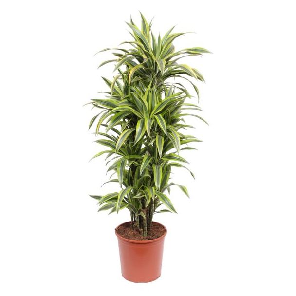 Dracaena Lemon Lime kamerplant met groen citroengele bladeren, 150 cm hoog, ø30