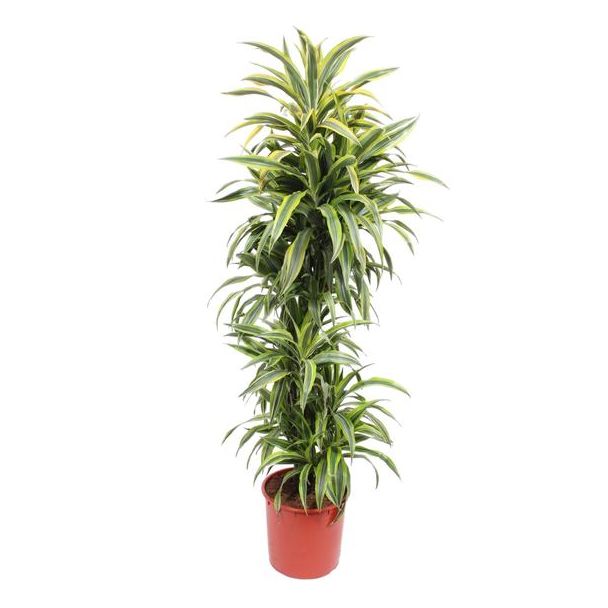 Geel groene kamerplant (Dracaena Lemon Lime) met een hoogte van 170 cm, ø34