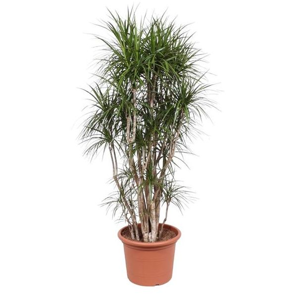 Onderhoudsvriendelijke Dracaena Marginata vertakt, vertakte kamerplant, 210 cm hoog, ø50