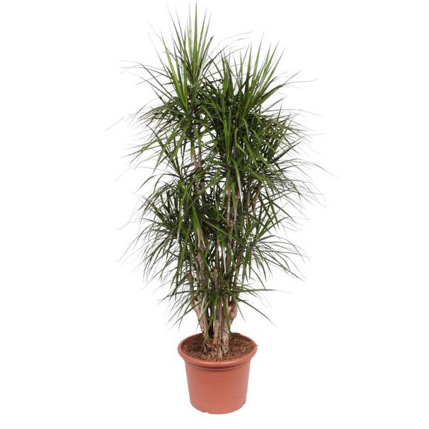 Vertakte woonkamerplant Dracaena Marginata 190 cm hoog, ø45