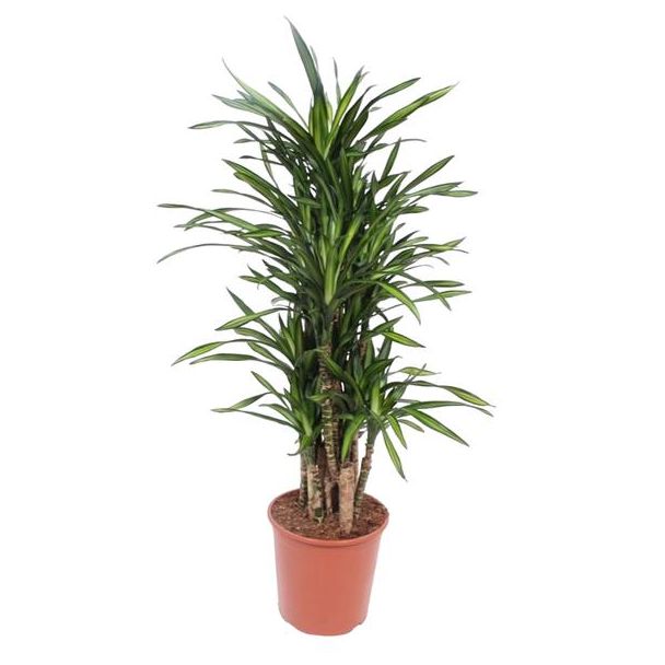 Compacte drakenbloedboom van 140 cm hoog, kamerplant Dracaena Riki, ø30