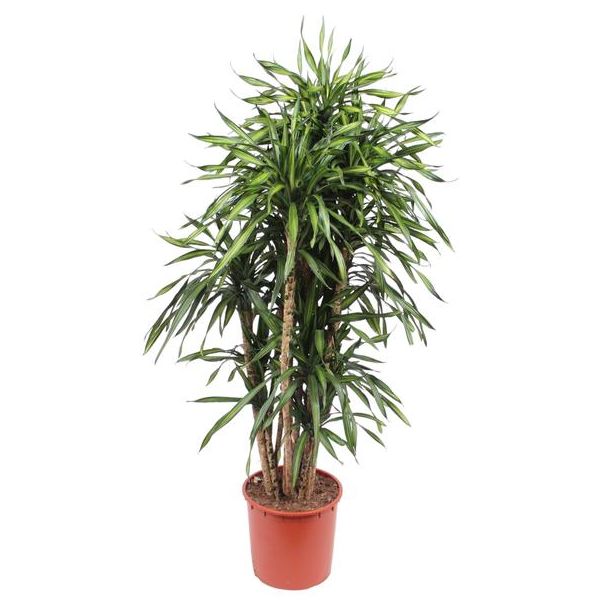 Opvallend Huiskamerplant Dracaena Riki, Hoogte: 170 cm, diameter: 34 cm