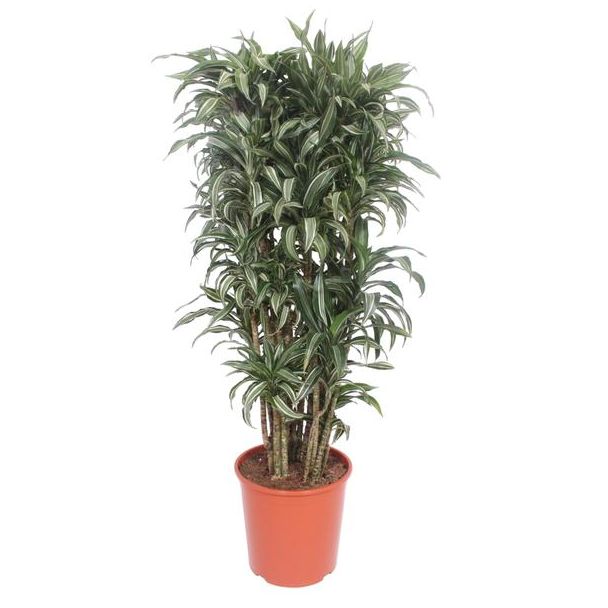 Dracaena Warneckei compacta, Kamerplant van 140 cm met diameter van 30 cm