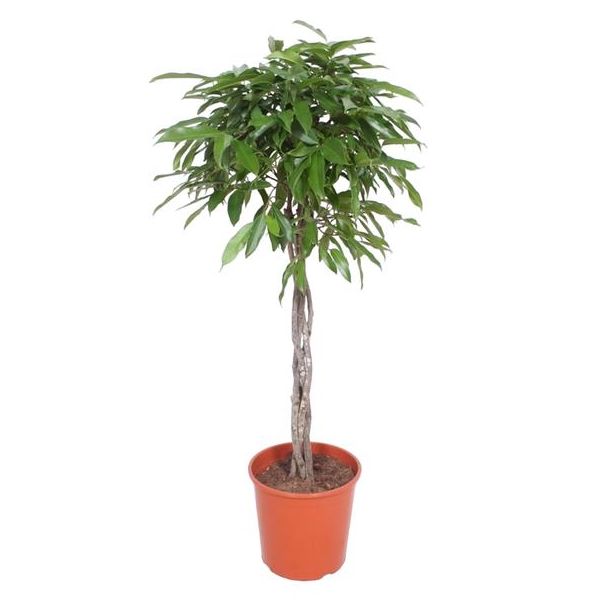 1.5 meter hoge Kamerplant Ficus Amstel King, gevlochten stam variant, ø30