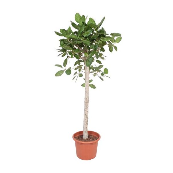 Groenblijvende kamerplant Wurgvijg boom variant (Ficus Benghalensis), 180 cm hoog, ø40