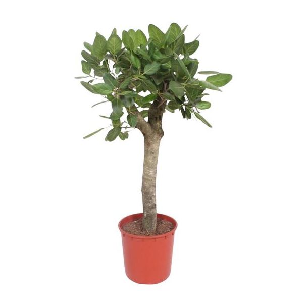 Wurgvijg voor in de woonomgeving (Ficus Benghalensis boom), 1.5 meter hoog ø34