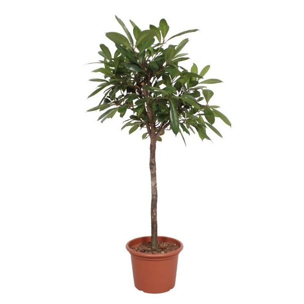 Afrikaanse vijgenboom voor in de binnenruimte, 180 cm hoog, ø40, Ficus Cyathistipula boom