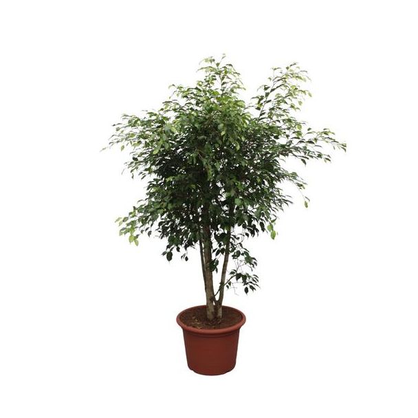 Vertakte variant van de Ficus Benjamina Exotica, 1.9 meter hoog, ø50