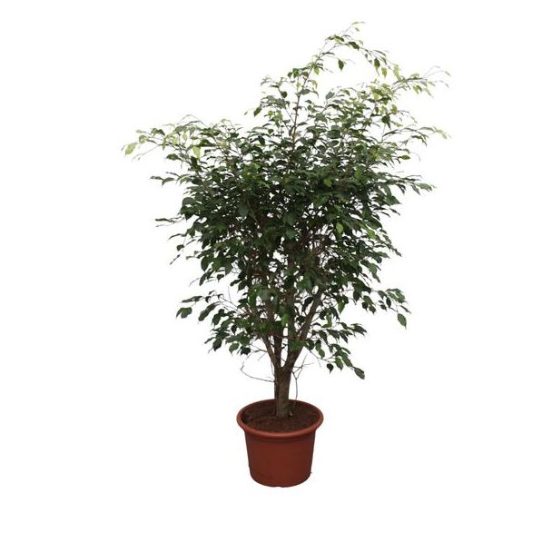 waringin/ treurvijg voor in de binnenomgeving (Ficus Benjamina Exotica vertakt), 150 cm hoog, ø40 cm