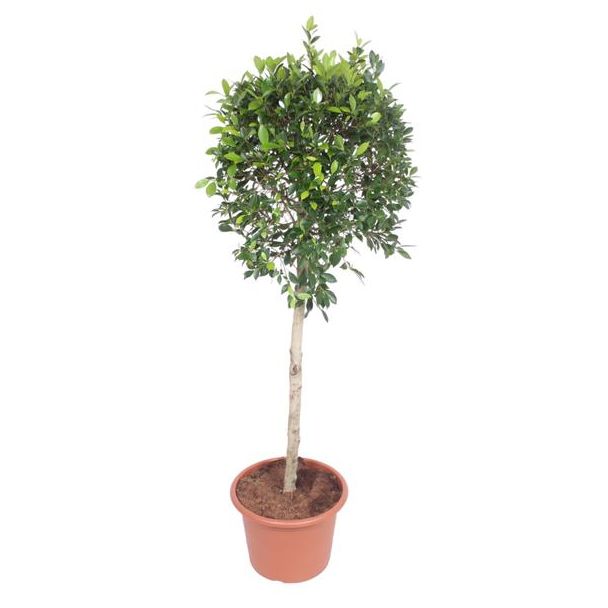 Groenblijvende binnenboom Indiase Laurier (Ficus Nitida), 170 cm hoog, ø40