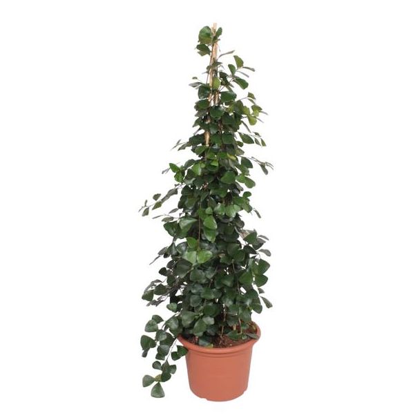 Groenblijvende boom voor buiten in piramide vorm (Ficus Trinova pyramide), 240 cm hoog, ø50