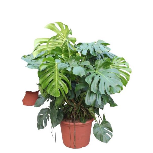 XXXLGatenplant,  Groene Kamerplant, Tropisch, Monstera Deliciosa XXXL - 130 cm - ø55