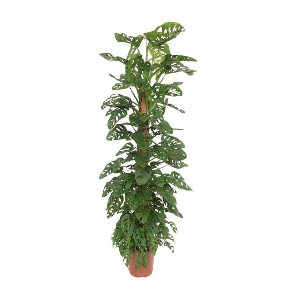 Gatenplant - Apenblad - Monstera Monkey Leaf 180 cm op mosstok - ø27