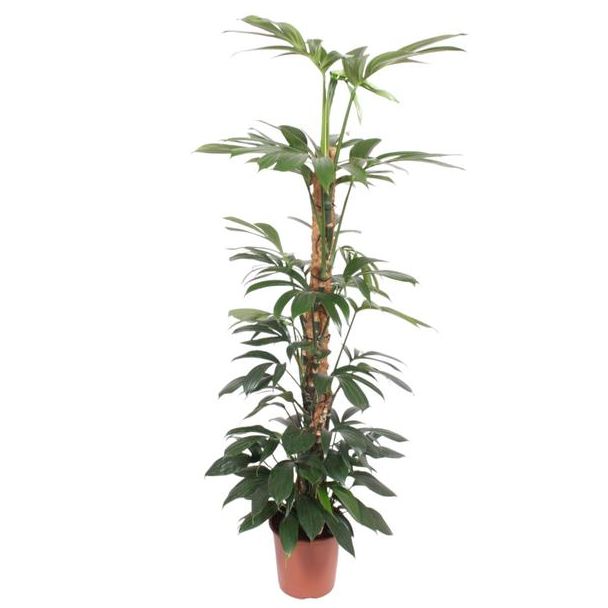 Moststok Philodendron Dragon Tail voor diverse binnenkamers, 150 cm hoog, ø27