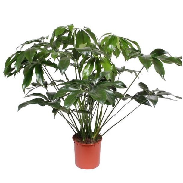 Kamerplant halfschaduw Philodendron Green Wonder, 140 cm hoog, ø34