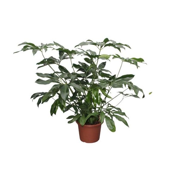 Donkergroene kamerplant groot (Philodendron Green Wonder XL), 140 cm hoog, ø45