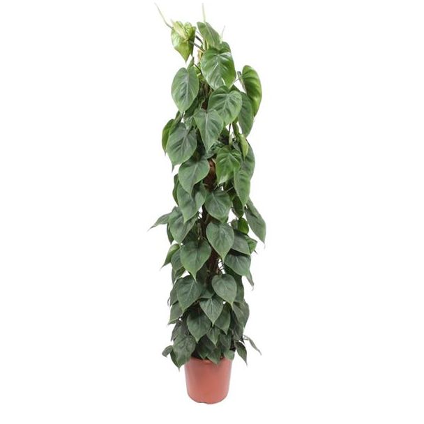 Langwerpige kamerplant Philodendron Scandens op moststok, 150 cm, ø27