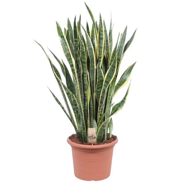 Vrouwentong,  Goudrandplant, Zwaardvormig Donkergroen Blad met Gele Rand, Sansevieria Laurentii - Ø35cm - ↕100cm